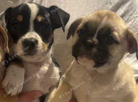 British bulldog cross only 2 boys left