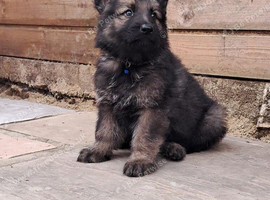 Beautiful German shepherd puppies