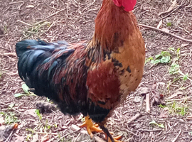 Charlie the Handsome Young Bantam Cockerel
