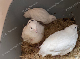 White female jumbo quails