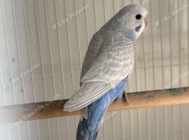 2 beautiful baby budgies