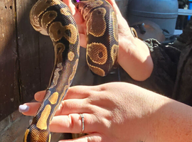 Calico pos het clown royal python