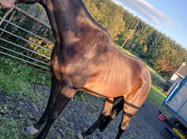 Stunning Irish sports horses