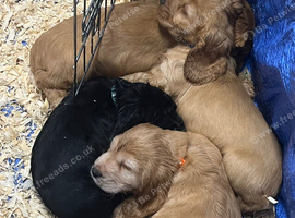 Cocker spaniel puppies Manchester