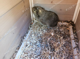 Two female guinea pigs