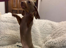 REDUCED LAST 3 TO GO Very small mini dachshunds