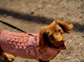 Longhaired miniature dachshund