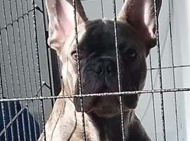 Beautiful French bulldog for rehomeing