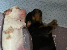 Cavapoo with Health tested parents