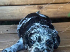 8 gorgeous cavapoo puppies. 4 boys 4 girls