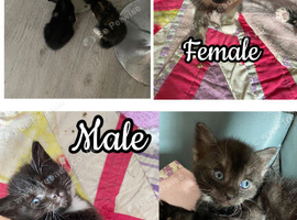 Calico kittens