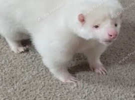 Male albino skunk
