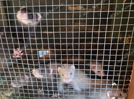 Ferret/Polecat babies