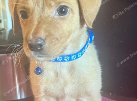 Kc reg fox red labs