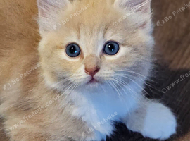 Ragdoll x calico kittens