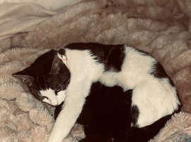 5 LOVING KITTENS- CONFIDENT, GENTLE & FAMILY FRIENDLY
