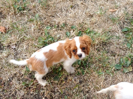 Beautiful cavalier puppies