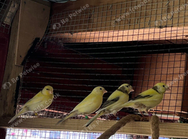 Canaries for sale
