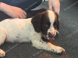 Cocker spaniel puppy for sale