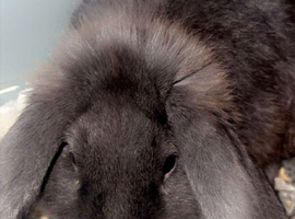 Dutch Lop rabbit.