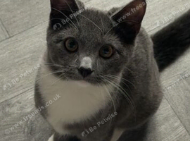 Russian blue cross