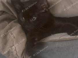 Russian black