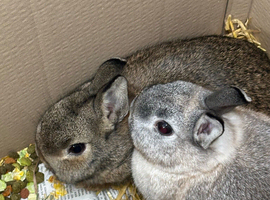 Netherland Dwarf white