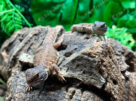 Flame Moroccan Uromastyx at Birmingham Reptiles