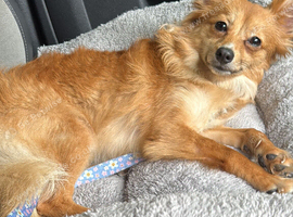 Orange pomeranian