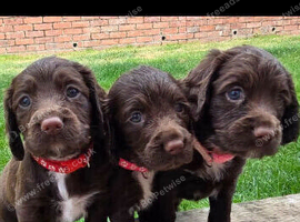 Working sprocker puppies