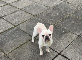 White french bulldog