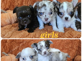 Long haired Chocolate & Chocolate Merle puppies