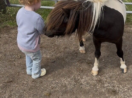 Registered mini gelding