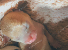 2 girls 1 boy chihuahuas for sale