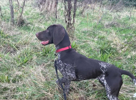 Stunning female GSP
