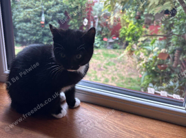 Female kitten