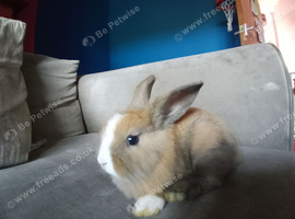 Mini lion lop girl ready 30th june