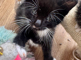 RAGDOLL X BOY READY NOW