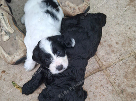 Gprockerpoos for sale