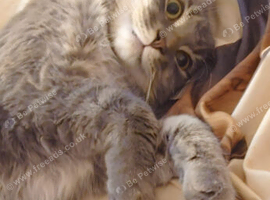 Male cat
