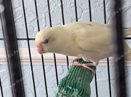 Kakarike