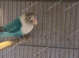 Breeding pair of love birds