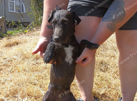 Female 10 months old