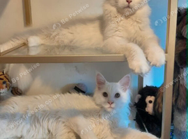 solid white Maine Coon boy and girl TICA