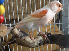 Young male canary