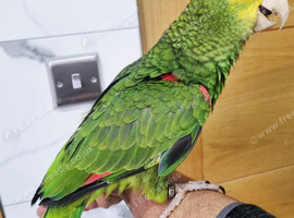 Hand reared baby double yellow headed amazon