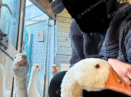 Wanted to hatching goose eggs