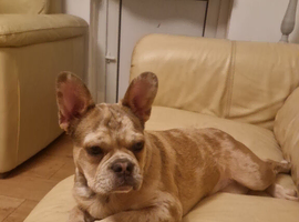 French bulldog  girl