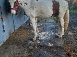 Chunky 18 month old COLT