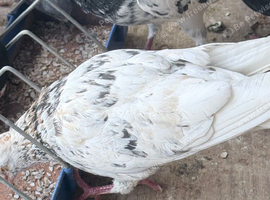Almond male pigeon